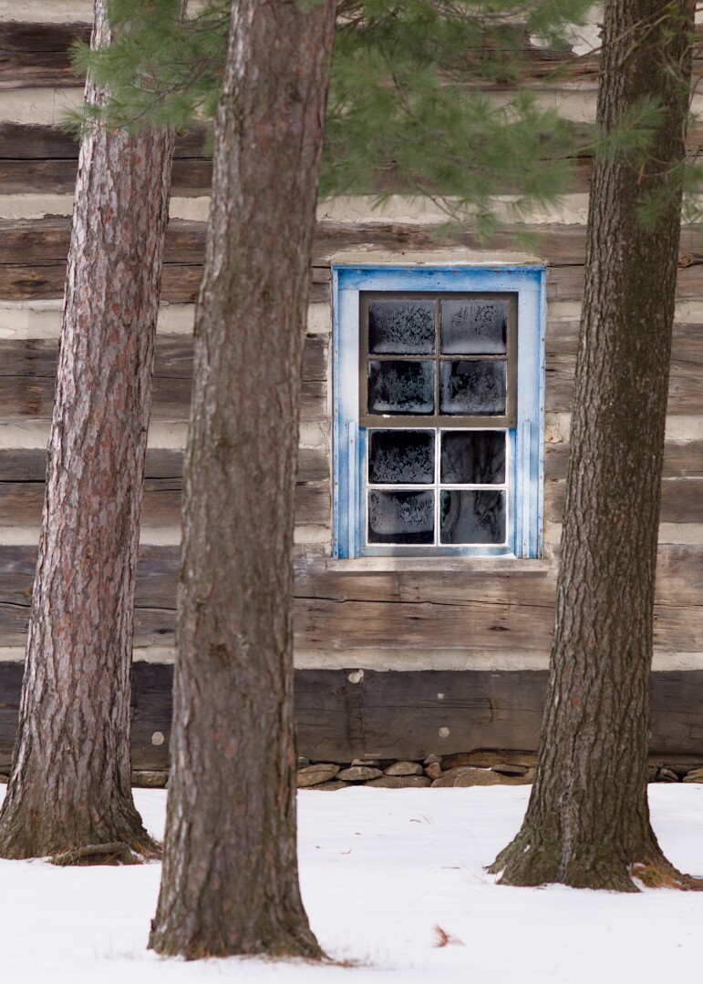 A blue-framed window between three pines