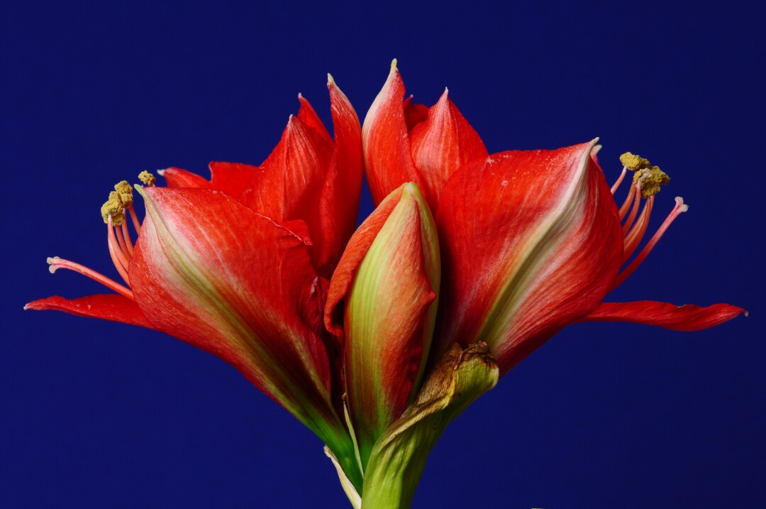 A red amaryllis against a blue background