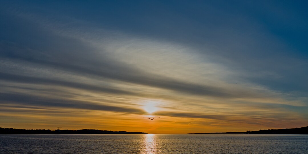 A seagull flying just below the sun rising over Kempenfelt Bay