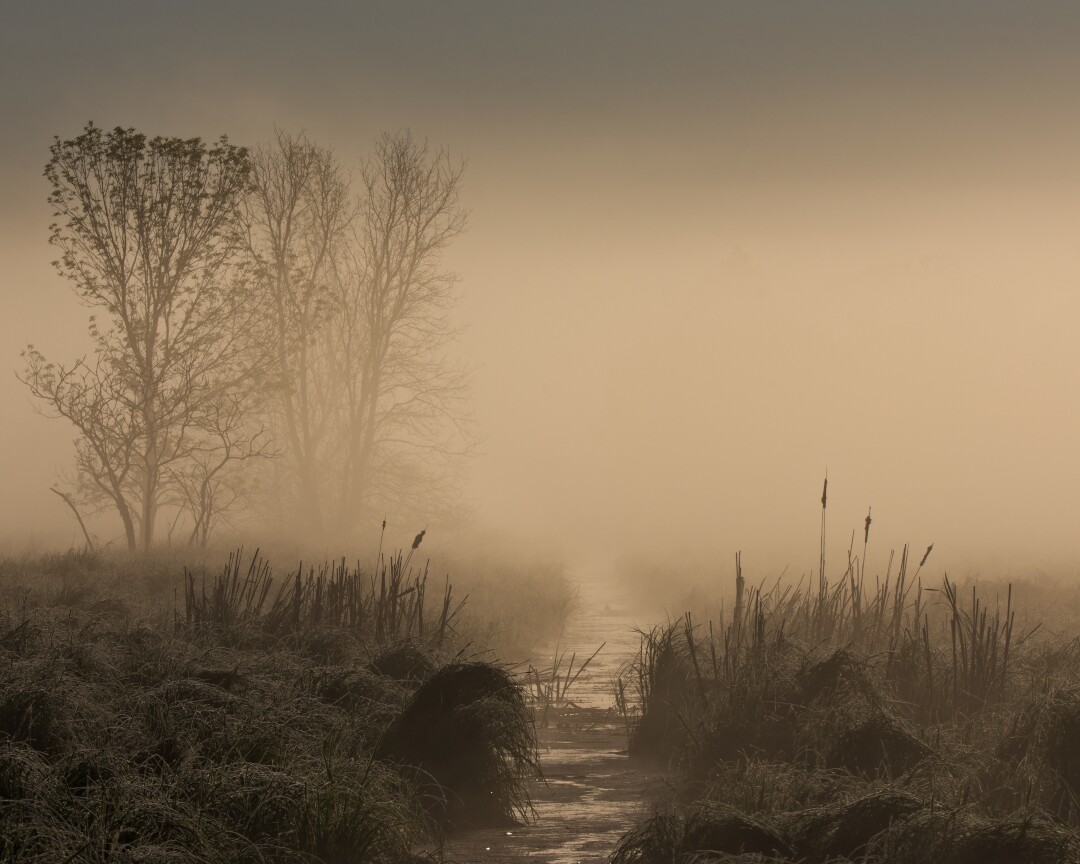 A misty morning photo of a tree beside a creek surrounded by reeds