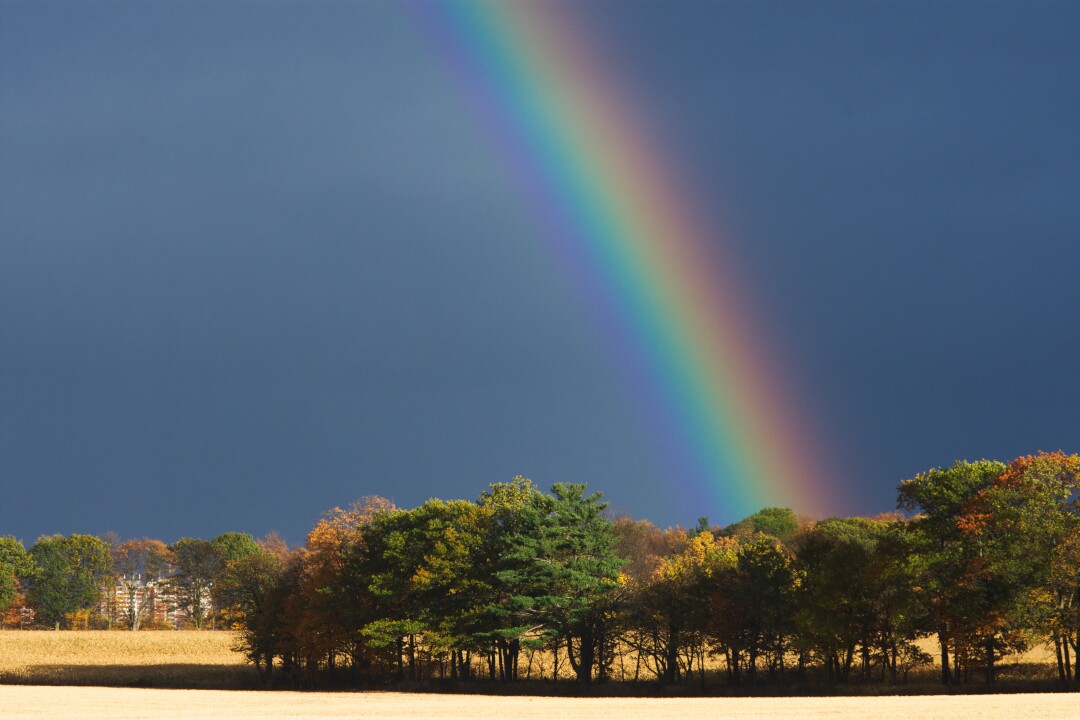A rainbow ending behind a copse of trees under a dark grey sky