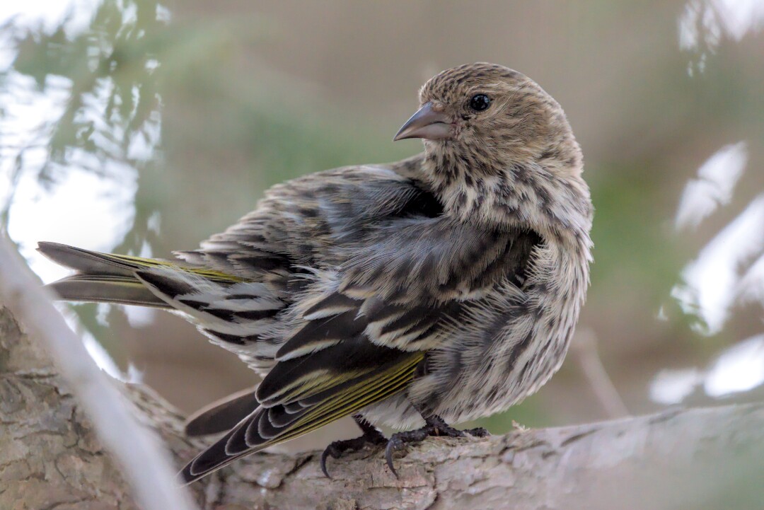 A pine siskin perched on a pine branch