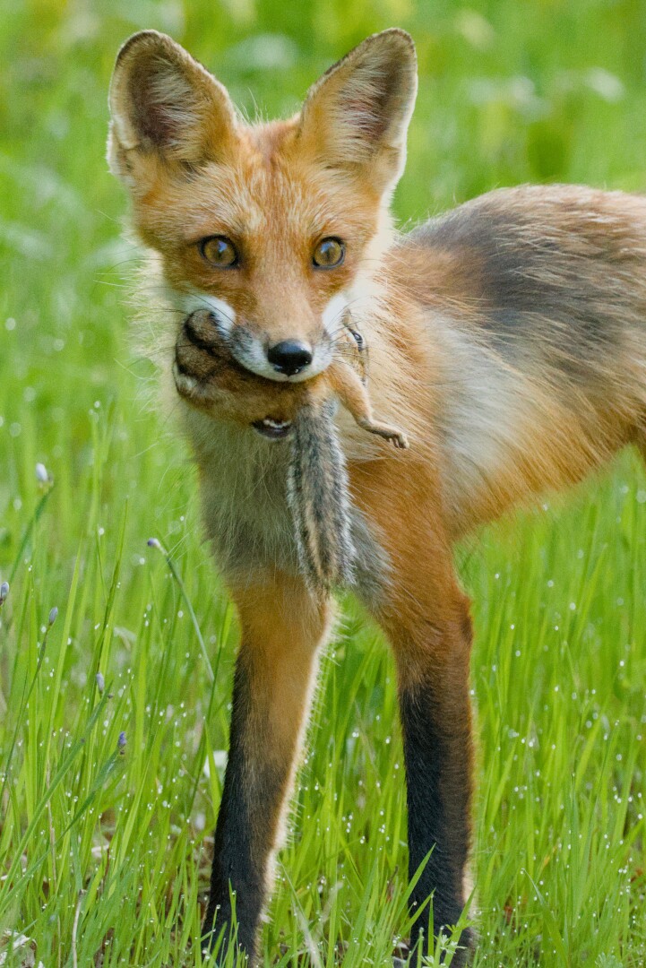 A fox holding a chipmunk in its mouth