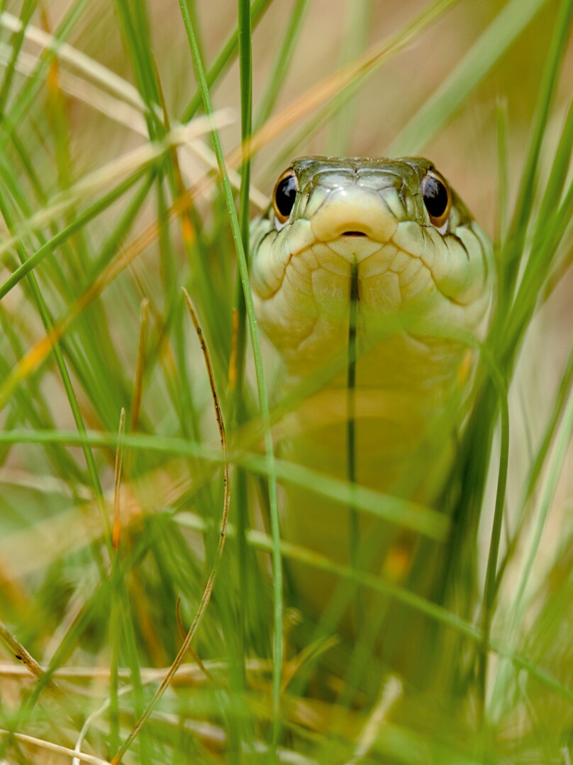 A garter snake in the grass looking straight into the camera