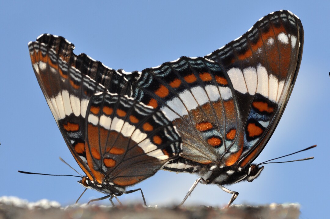 Two white admiral butterflies mating on an ashpalt roof