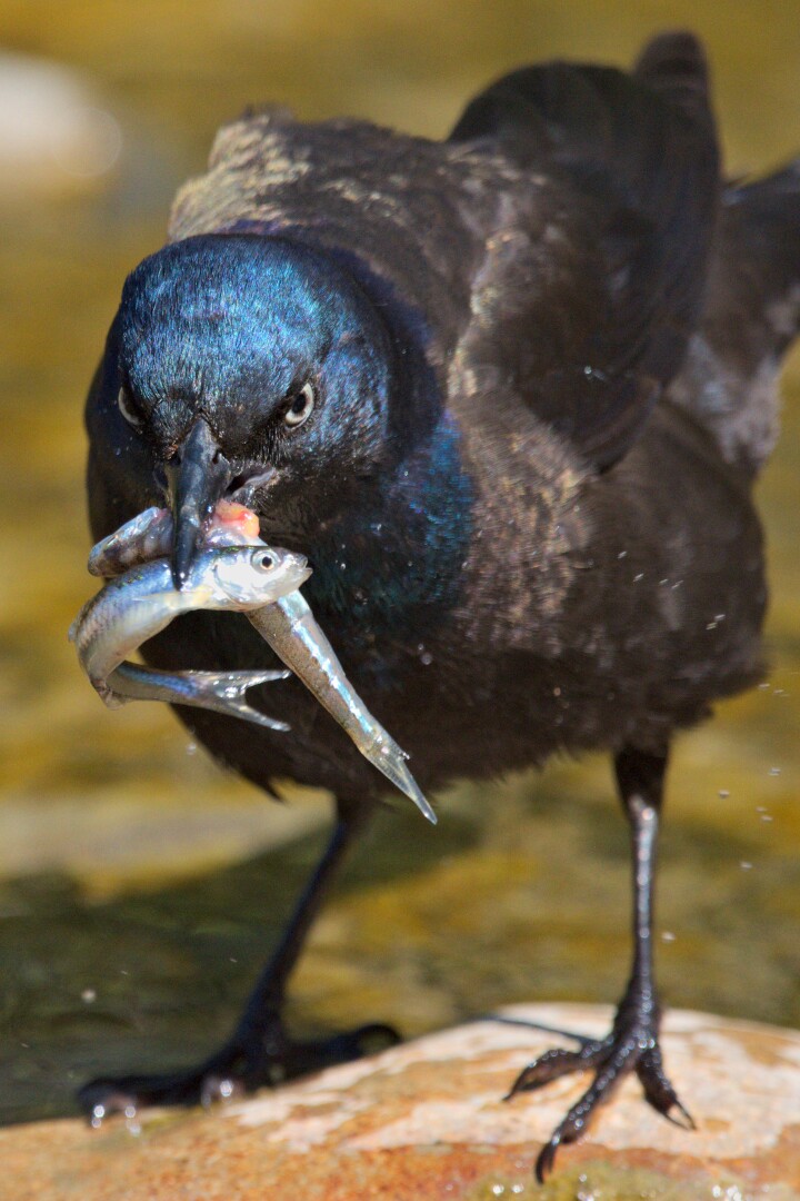A grackle with several emerald shiner minnows in its beak