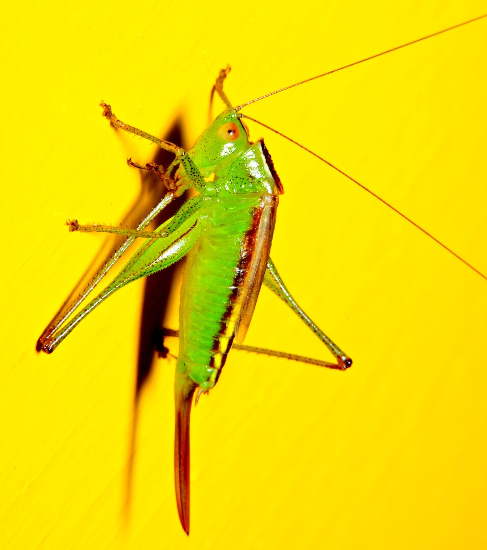 A bright green kaytid on a bright yellow surface