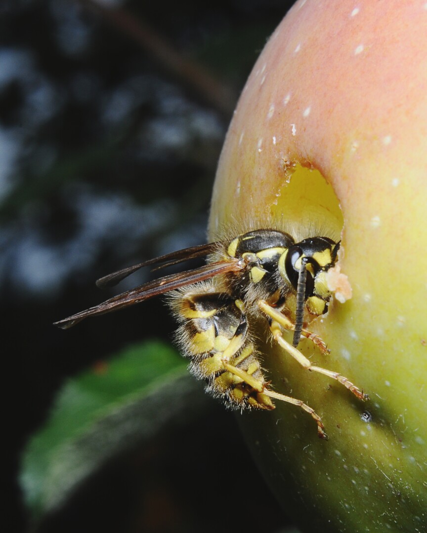 A paper wasp eating a hole into an apple