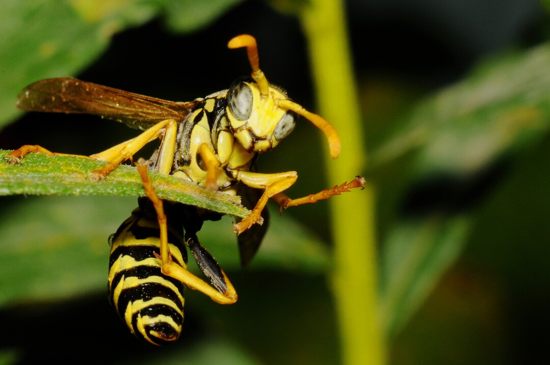 A paper wasp barely clinging onto the tip of a leaf