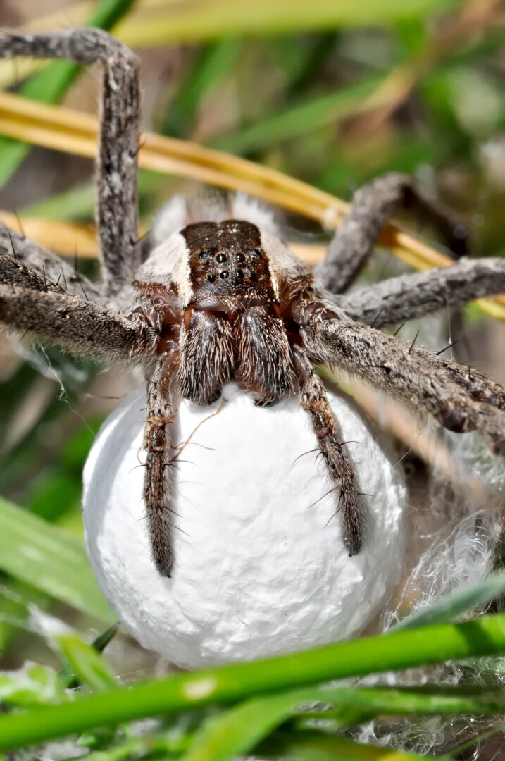 A close-up of a wolf spider on top of its egg sac