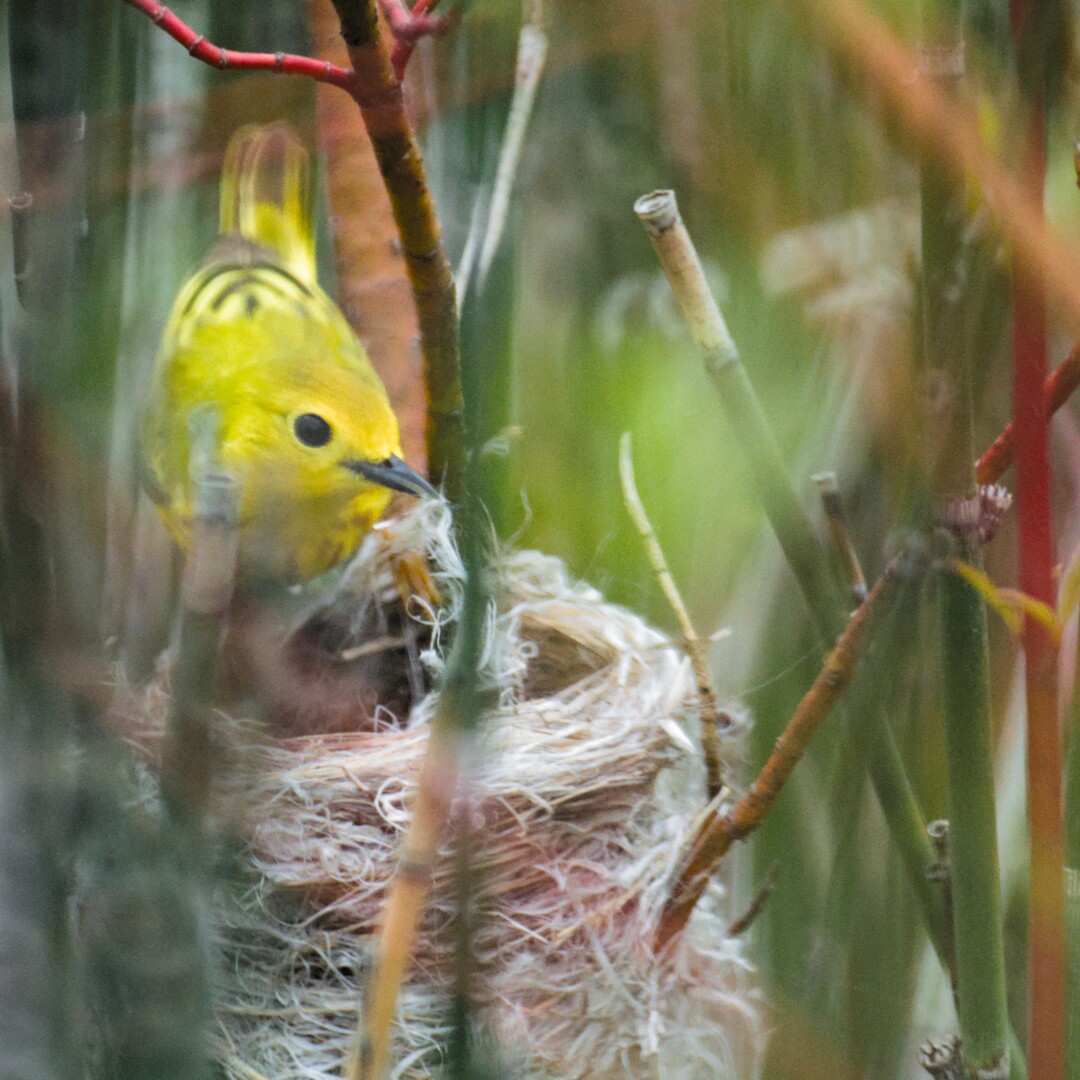 A yellow warbler building a nest among horsetail stems