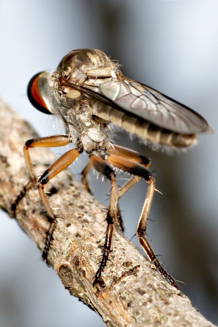 A robber fly seen from behind