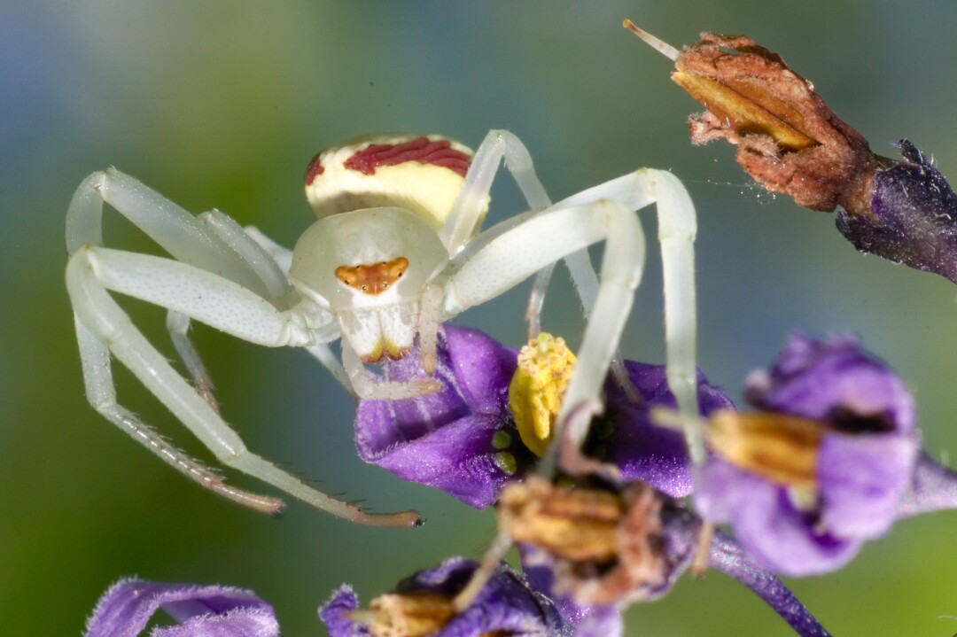 A flower spider climbing around on a purple flower