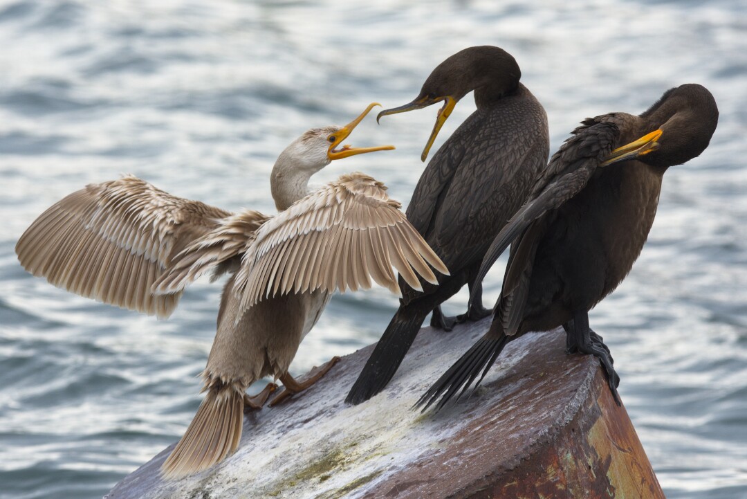 A leucistic cormorant fighting with a regular cormorant while another regular cormorant preens next to them