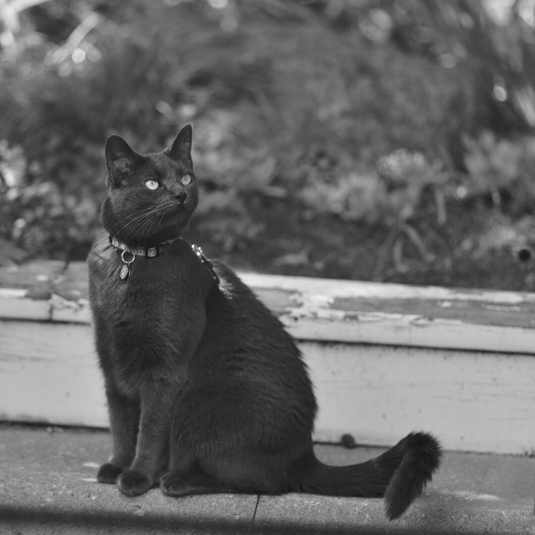 Charlee the Cat, who is also a person, looking sleek and happy in black and white